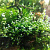 Мох Бабл Moss sp. Bubble (меристемное растение)